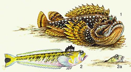 Водные ядовитые животные: 1 — бородавчатка; 2 — морской дракончик; 2а — он же, закопавшийся в грунт.