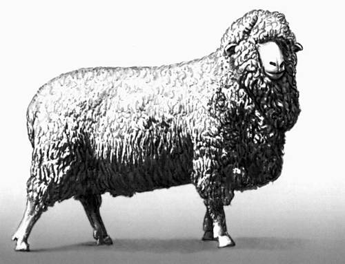 Матка киргизской тонкорунной породы овец.
