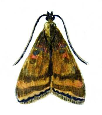 Луговой мотылёк, бабочка (размах крыльев 20—26 мм).