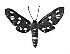 Бабочки. Ложная пестрянка фегея (Amata phegea) — Ср. и Юж. Европа, Юж. Сибирь.