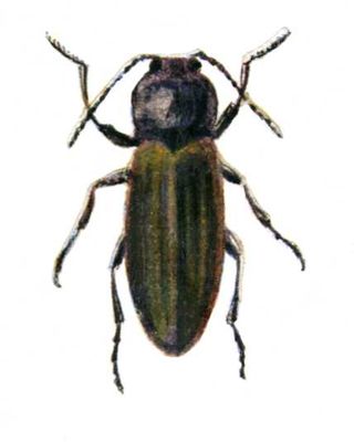 Щелкун полосатый, жук (длина тела 7,5—10 мм).