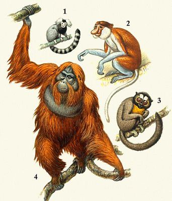 Обезьяны: 1 — обыкновенная игрунка; 2 — носач; 3 — орангутан; 4 — мирикини.