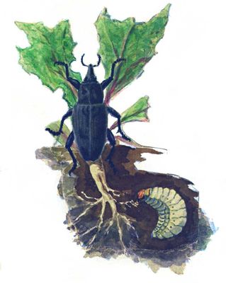 Обыкновенный свекловичный долгоносик, жук (длина тела 12—16 мм), внизу личинка.