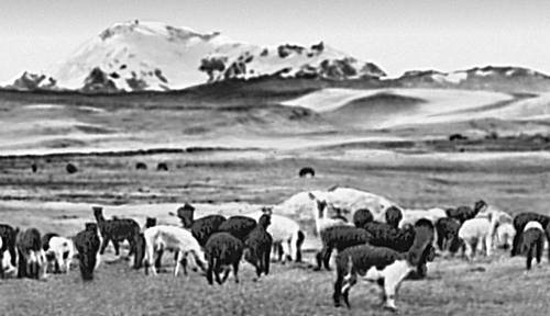 Перу. Ламы на пастбище.