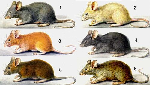 Мутации окраски шерсти у домовой мыши: 1 — дикий тип — серая окраска; мутантные формы: 2 — белая, 3 — желтая, 4 — чёрная, 5 — коричневая, 6 — мелкокрапчатая.