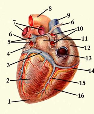 Сердце, вид сзади: 1 — верхушка сердца; 2 — левый желудочек; 3 — венечная пазуха сердца; 4 — левое ушко; 5 — левые лёгочные вены; 6 — перикард (отрезан); 7 — правая и левая лёгочные артерии; 8 — дуга аорты; 9 — верхняя полая вена; 10 — правые лёгочные вены; 11 — левое предсердие; 12 — правое предсердие; 13 — нижняя полая вена; 14 — правая венечная артерия; 15 — задняя межжелудочковая ветвь; 16 — правый желудочек.