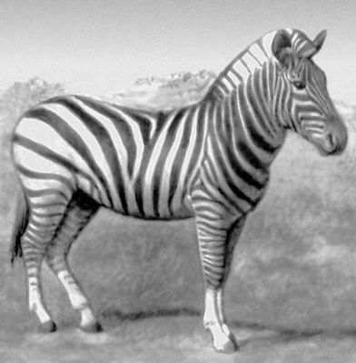 Горная зебра.
