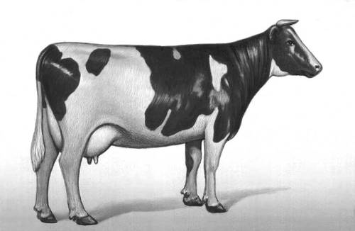 Корова голландской чёрно-пёстрой породы.