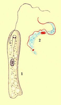 Простейшие. Жгутиконосцы: 1 — Peranema trichoforum; 2 — Trypanosoma lewisi.