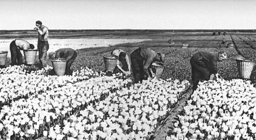 Обработка полей тюльпанов в районе Алсмер.