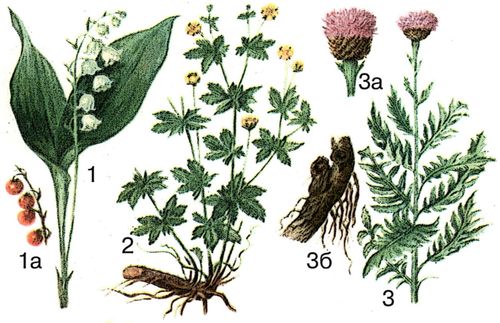 Лекарственные растения: 1 — ландыш майский; 1а — плоды; 2 — лапчатка прямостоячая; 3 — левзея сафлоровидная; 3а — соцветие (корзинка); 3б — корневище с корнями.