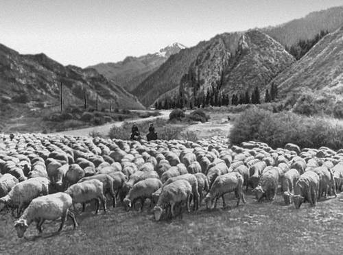 Перегон отары овец колхоза «Ульгу» Джеты-Огузского района на зимние пастбища.