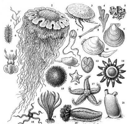 Характерные животные Арктической области моря. Кишечнополостные: 1 — гидроид Sertularia plumosa; 2 — медуза Cyanea arctica; 3 — медуза Aurelia aurita; 7 — гребневик Mertensia ovum. Мшанки: 4 — Flustra foliacea; 5 — Reterpora cellulosa. Кольчатые черви: 6 — полихета Harmothoe imbricata; 8 — стрелка Sagitta elegans. Моллюски: 9 — морской гребешок Acmaea testudinalis; 10 — сердцевидка Serripes groenlandicus; 11 — россия Rossia glaucopis; 12 — иольдия Joldia hyperborea. Иглокожие: 13 — морской ёж Brisaster fragilis; 14 — морская звезда Crossaster papposus; 15 — морской ёж Strongyllocentrotus droebucoiensis; 16 — морская звезда Ctenodiscus crispatus; 17 — морская звезда Astertus rubens; 18 — офиура Ophiucantha bidentata; 19 — морская лилия Heliometra glacialis; 20 — голотурия Cucumaria frondosa. Оболочник: 21 — асцидия Pyura aurantium.