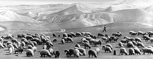 Отара каракульских овец на летних пастбищах.