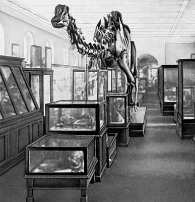 Общий вид центрального зала Палеонтологического музея.