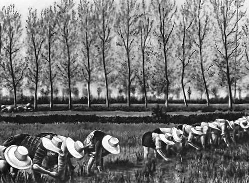 Обработка рисовых полей в Ломбардии, в местности Ломеллина (междуречье По и Тичино).