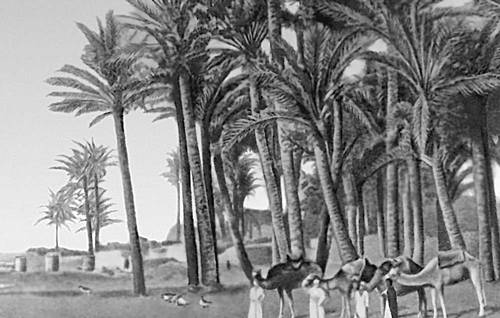 Финиковые пальмы в Египте.