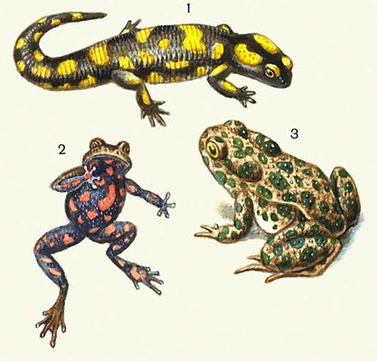 Наземные ядовитые животные: 1 — огненная саламандра; 2 — краснобрюхая жерлянка; 3 — зелёная жаба.