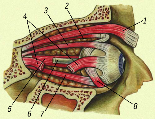 Мышцы глаза: 1 — мышца, поднимающая верхнее веко; 2 — верхняя косая мышца; 3 — верхняя прямая мышца; 4 — наружная прямая мышца; 5 — внутренняя прямая мышца; 6 — зрительный нерв; 7 — нижняя прямая мышца; 8 — нижняя косая мышца.