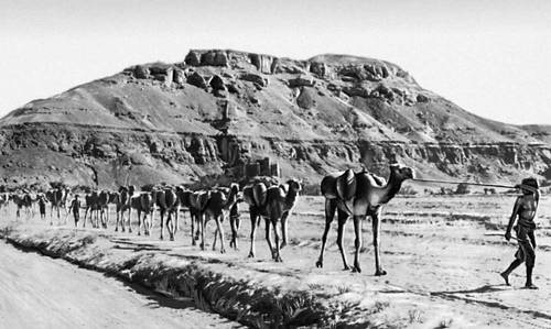 Караван верблюдов в одной из долин Хадрамаута.