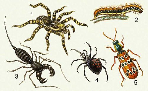 Наземные ядовитые животные: 1 — тарантул; 2 — гусеница златогузки; 3 — телифон; 4 — каракурт; 5 — жук-нарывник.