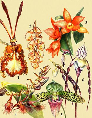 Орхидные. 1. Oncidium kramerianum. 2. Gongora galeata. 3. Sophronitis cernua. 4. Bulbophyllum barbigerum. 5. Paphiopedilum sukhakulii. 6. Paphiopedilum philippinense.