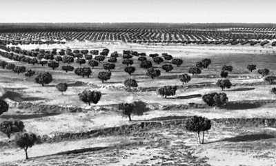 Тунис. Оливковые рощи в районе Сфакса.
