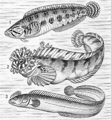 Стихеевые: 1 — карликовый стихей (Stichaeopsis nana); 2 — мохоголовая собачка (Chirolophis snyderi); 3 — морской петушок (Alectrias alectrolophus).