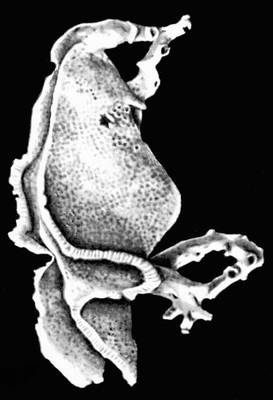 Роговая губка Hircinia variabilis.
