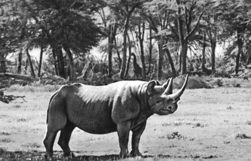 Заповедник Амбосели (Кения). Чёрный носорог.