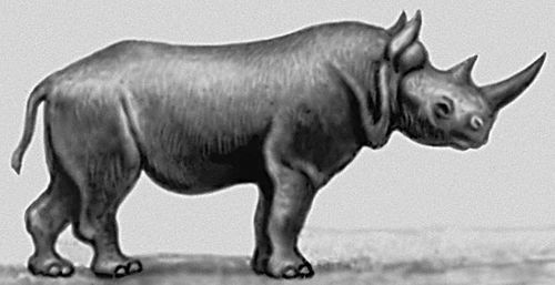 Чёрный африканский носорог.