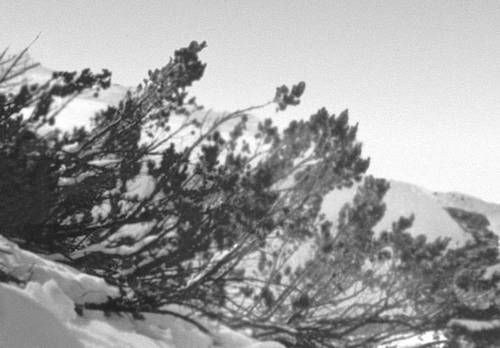Кроны деревьев криволесья (кедровник), освобождающиеся весной из-под снега (Камчатка).