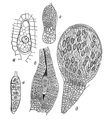 Рис.2. Развитие зародыша у растений разных систематических групп. У мохообразных (Conocephalum conicum): a — зигота, б — первое деление зиготы горизонтальной перегородкой, в — образование поперечных перегородок, г — апикальный и базальный концы зародыша, дифференциация археспориальной ткани, д — зрелый зародыш, ставший спорогонием.