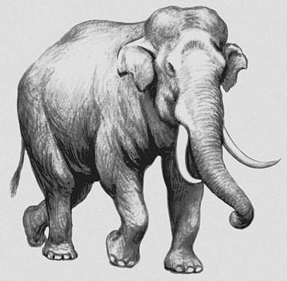 Копытные. Индийский слон.
