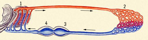 Схема кровообращения рыбы: 1 — сосуды жабр, 2 — сосуды тела, 3 — предсердие, 4 — желудочек сердца.