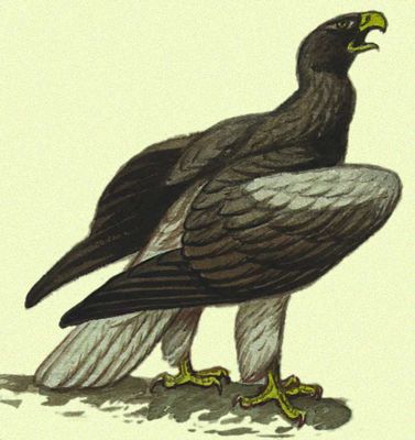 Характерный представитель фауны Голарктической области. Белоплечий орлан.