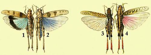 1 — голубокрылая кобылка (Oedipoda coerulescens); 2 — пустынница (Sphingonotus octofasciatus); 3 — мароккская саранча (Dociostaurus maroccanus); 4 — итальянский прус (Calliptamus italicus).