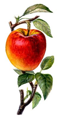 Плоды сортов яблони. Джонатан.