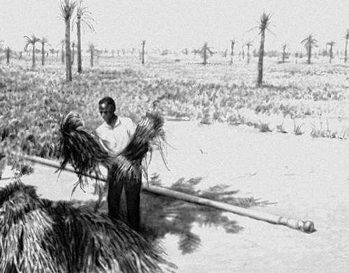 Использование подземных вод в Сахаре для орошения полей.
