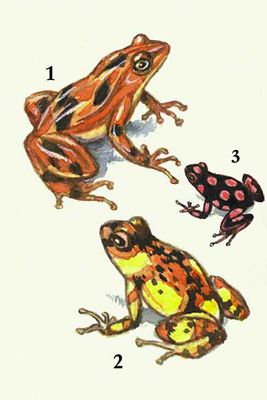 Наземные ядовитые животные: 1 — древесная лягушка; 2 — лягушка-древолаз; 3 — она же, другой окраски.