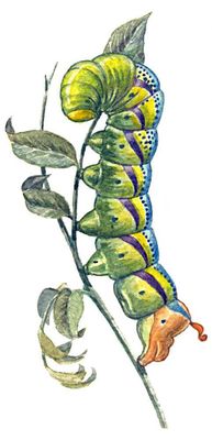 Бабочки. Бражник «мертвая голова» (Manduca atropos) — Юж. и Ср. Европа, Юго-Зап. Азия, Африка. Гусеница.