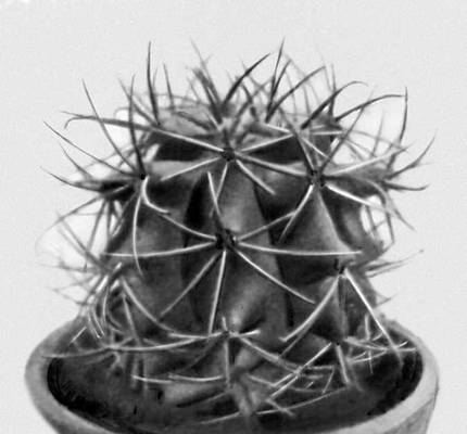 Кактусы. Ferocactus visnaga.