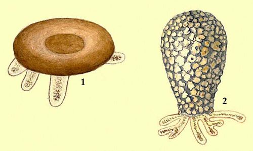 Раковинные корненожки: 1 — Arcella vulgaris; 2 — Difflugia sp.