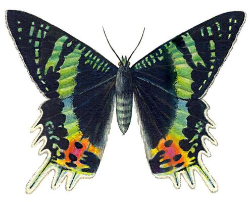 Бабочки. Урания мадагаскарская (Chrysidia madagascarensis) — Мадагаскар.