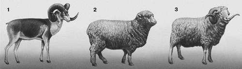 Гибридные животные: 1 — дикий баран архар; 2 — овца породы прекос; 3 — баран породы архаромеринос.
