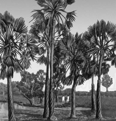 Восковые коперниковы пальмы карнауба в Бразилии.