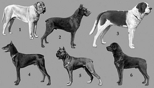 Служебные собаки: 1. — Мастифф. 2. — Ризеншнауцер. 3. — Сенбернар. 4. — Доберман-пинчер. 5. — Боксёр. 6. — Ротвейлер.