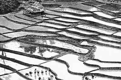 Таиланд. Террасированные рисовые поля.