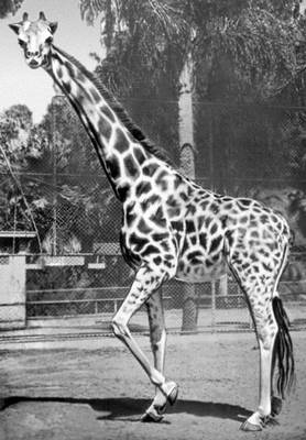 Обыкновенная жирафа.