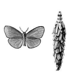 Бабочки. Мешочница одноцветная (Canephora unicolor) — Европа, Вост. Азия. Бабочка, самец и гусеница в чехлике.